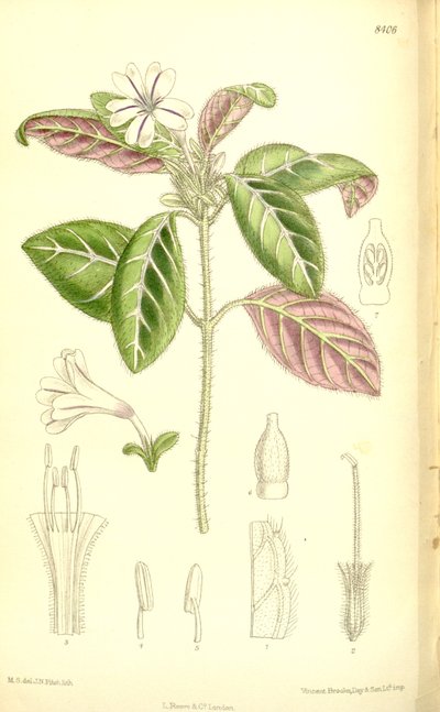 Acanthaceae by J.N. Fitch